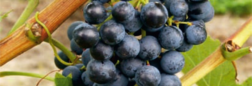 Sevar – winorośli na czerwone wino o ziołowym aromacie