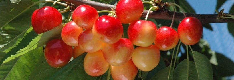 Vega &ndash; średnio wczesna odmiana czereśni o atrakcyjnych owocach
