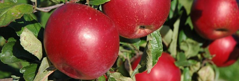 Idaredest &ndash; p&oacute;źnozimowa odmiana jabłoni