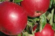 Idaredest – późnozimowa odmiana jabłoni