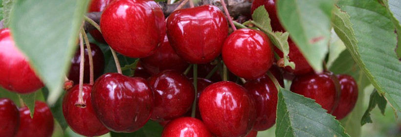 Staccato - odmiana czereśni o bardzo późnym terminie dojrzewania owoców