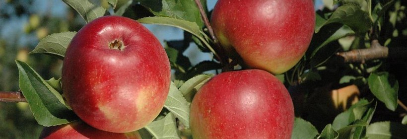 Ligol – polska, deserowa odmian jabłoni