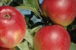 Ligol – polska, deserowa odmian jabłoni