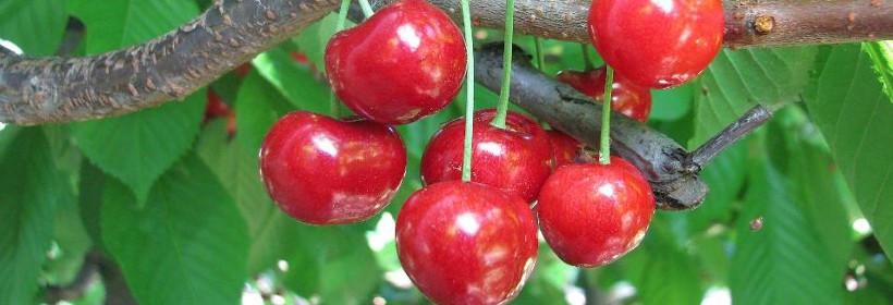 Rivan &ndash; wartościowa, wczesna odmiana czereśni 