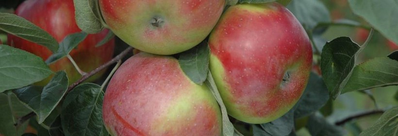 Witos – wybitnie deserowa odmiana jabłoni
