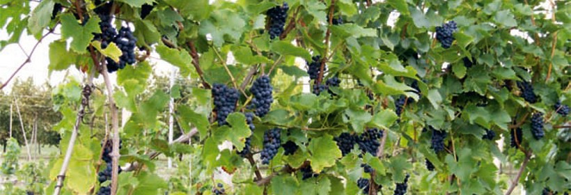 Cabernet Karol – odmiana winorośli na czerwone wino typu Cabernet