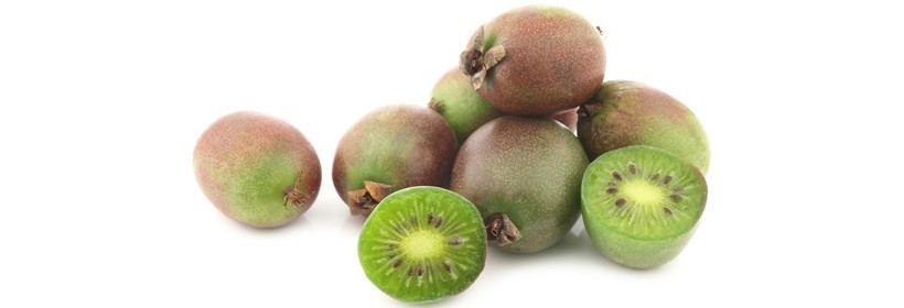 Ananasnaya – najpopularniejsza odmiana aktinidii