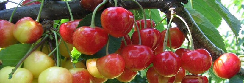 Buttnera Czerwona &ndash; p&oacute;źna odmiana czereśni