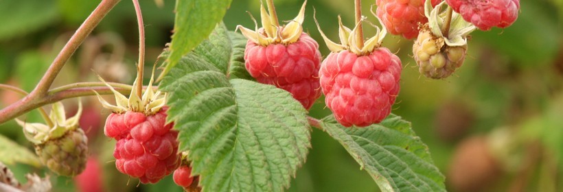 Krzewy owocowe - 38 tydzień 2017 roku