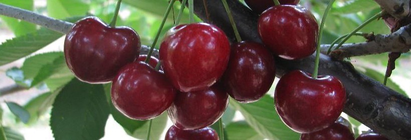 Bing &ndash; amerykańska odmiana czereśni