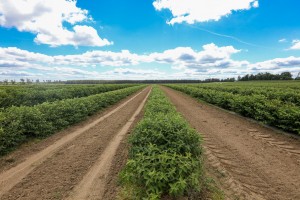 W Polsce pozostaje coraz więcej towarowych plantacji jagody kamczackiej 
