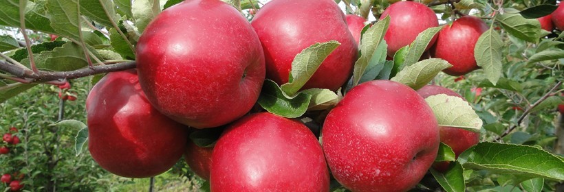 Idared – jedna z najczęściej produkowanych w szkółkach odmiana jabłoni