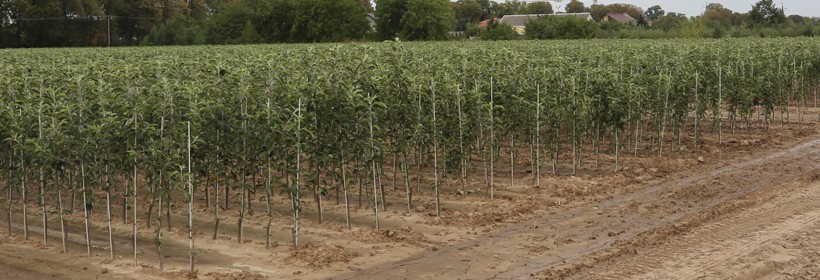 Jednolite wzory paszport&oacute;w