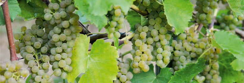 Solaris – wczesna odmiana winorośli