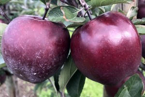  Odmiana jabłoni - King® Roat Red Delicious