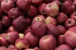 Gloster – odmiana jabłoni o dużych, atrakcyjnych owocach 