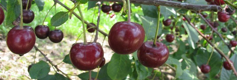 Nefris – odmiana wiśni o aromatycznych i soczystych owocach