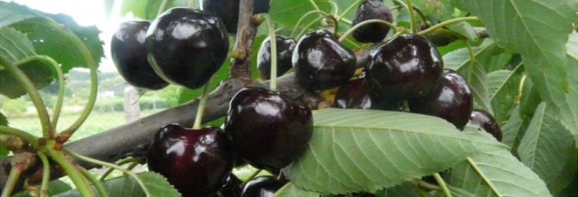 Kasandra® – czereśnia imponująca plennością i jakością owoców