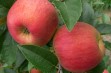 Sander – letnia odmiana jabłoni