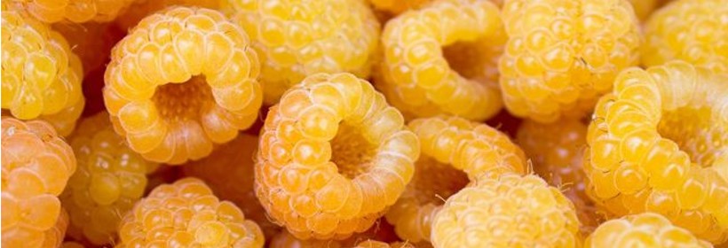 Poranna Rosa – malina o żółtych owocach