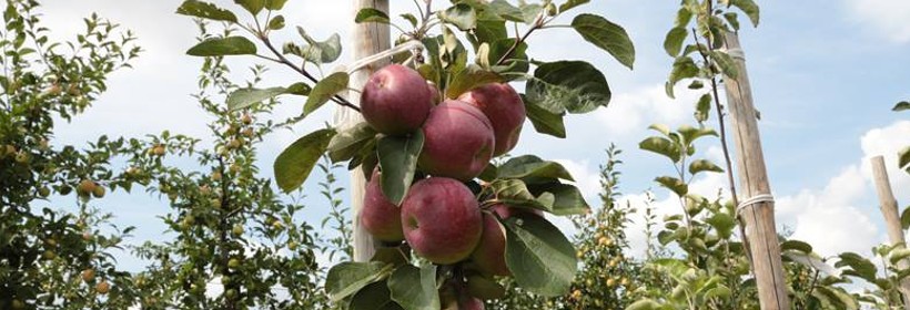 Paulared – jabłoń o efektownych, smacznych owocach