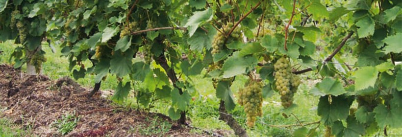 Jutrzenka &ndash; odmiana winorośli do aromatyzowania win