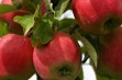 Gala Must® – obficie owocująca odmiana jabłoni