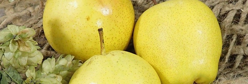 Early Shu &ndash; grusza azjatycka o dużych i smacznych owocach