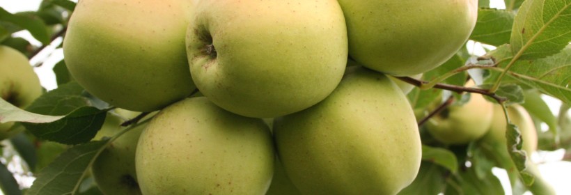Golden Delicious – jedna z najsmaczniejszych odmian jabłoni