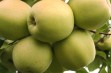 Golden Delicious – jedna z najsmaczniejszych odmian jabłoni