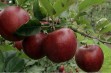 Red Jonaprince czyli Idared naszych czas&oacute;w