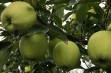 Golden Delicious Reinders® – mutant odmiany Golden Delicious