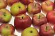 SGGW: Po co nowe odmiany jabłoni ?