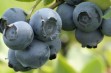 Bluejay – borówka o owocach odpornych na pękanie