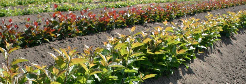 Podkładki dla jabłoni - 49 tydzień 2017r.