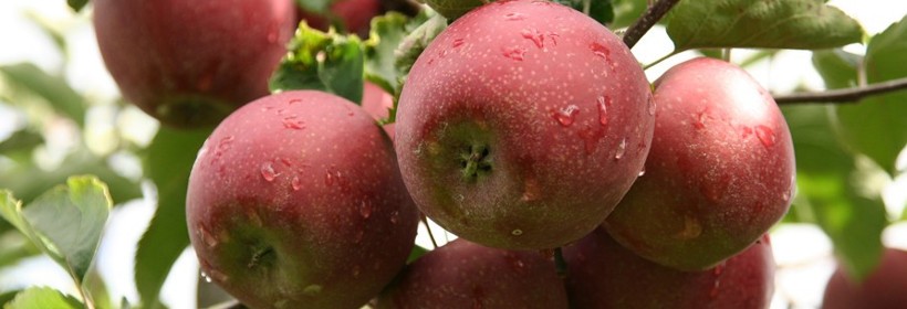 Red Jonaprince Wilton&rsquo;s&reg; &ndash; mutant odmiany Jonagold