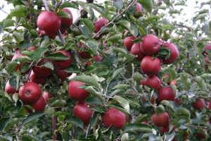 Odmiana jabłoni - Red Jonaprince Wilton's Star - Select®