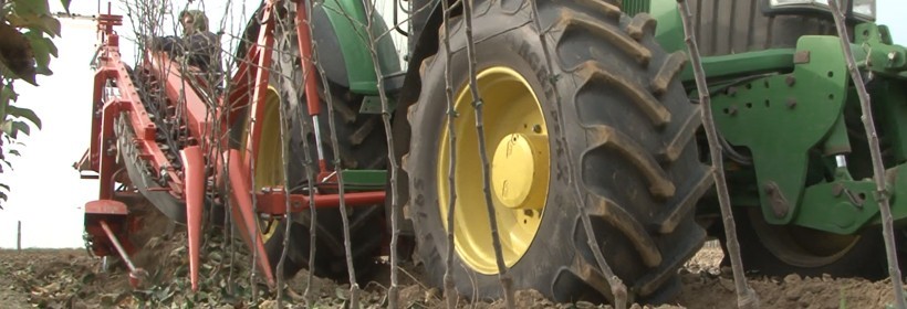 Zrazy/oczka jabłoni - 51 tydzień 2017r.