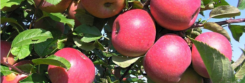 FujiIP &ndash; mutant odmiany Fuji