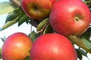 Odmiana jabłoni - FujiIP