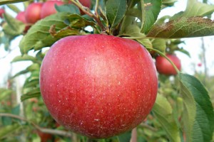 Odmiana jabłoni - FujiIP