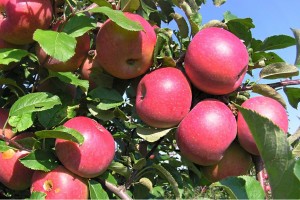 Odmiana jabłoni - FujiIP