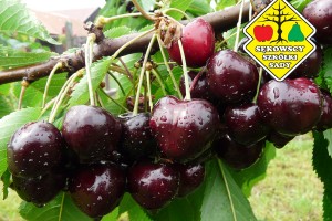 Odmiana czereśni - Jacinta&reg;