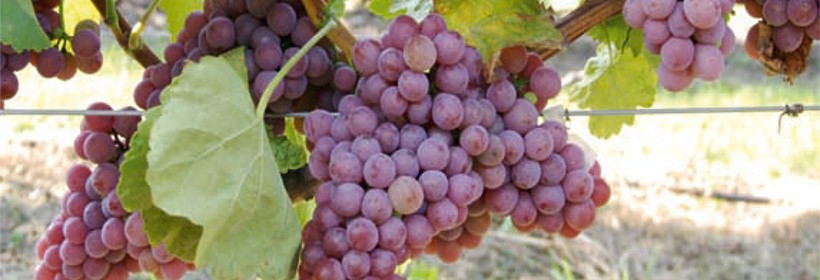 Freiminer – odmiana winorośli na białe wino wysokiej jakości