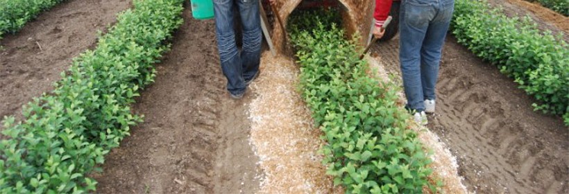 Pianka poliuretanowa w produkcji podkładek wegetatywnych