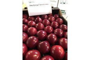 Gospodarstwo Szkółkarskie Jan Kozerski - odmiana Gala Schniga Schnico Red(s)