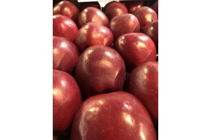 Gospodarstwo Szkółkarskie Jan Kozerski - odmiana King Roat Red Delicious