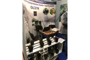 Specjalistyczne Gospodarstwo Roślin Jagodowych &bdquo;Olczyk&rdquo;  - sadzonki bor&oacute;wki