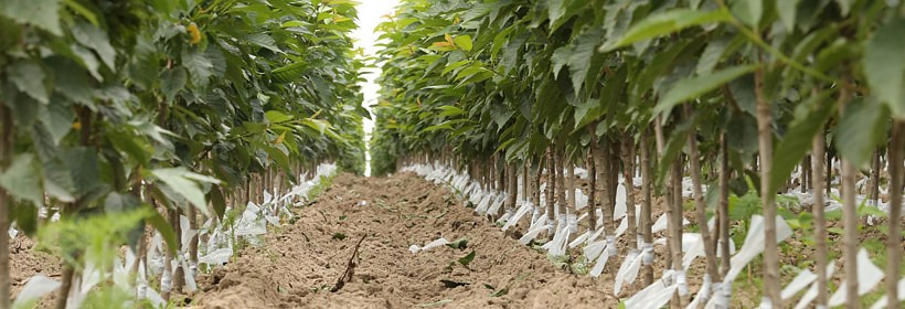 Zrazy/oczka czereśni - 3 tydzień 2018 r.