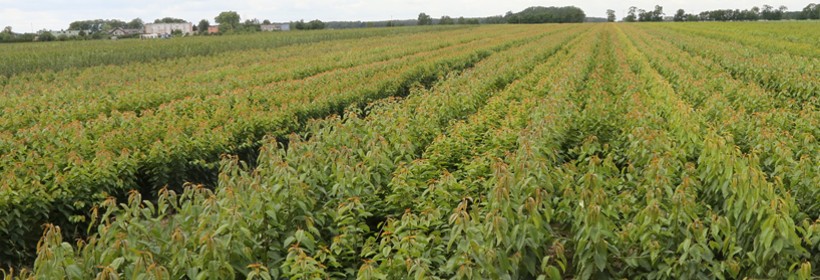 Drzewka owocowe - czereśnie - 4 tydzień 2018 r.